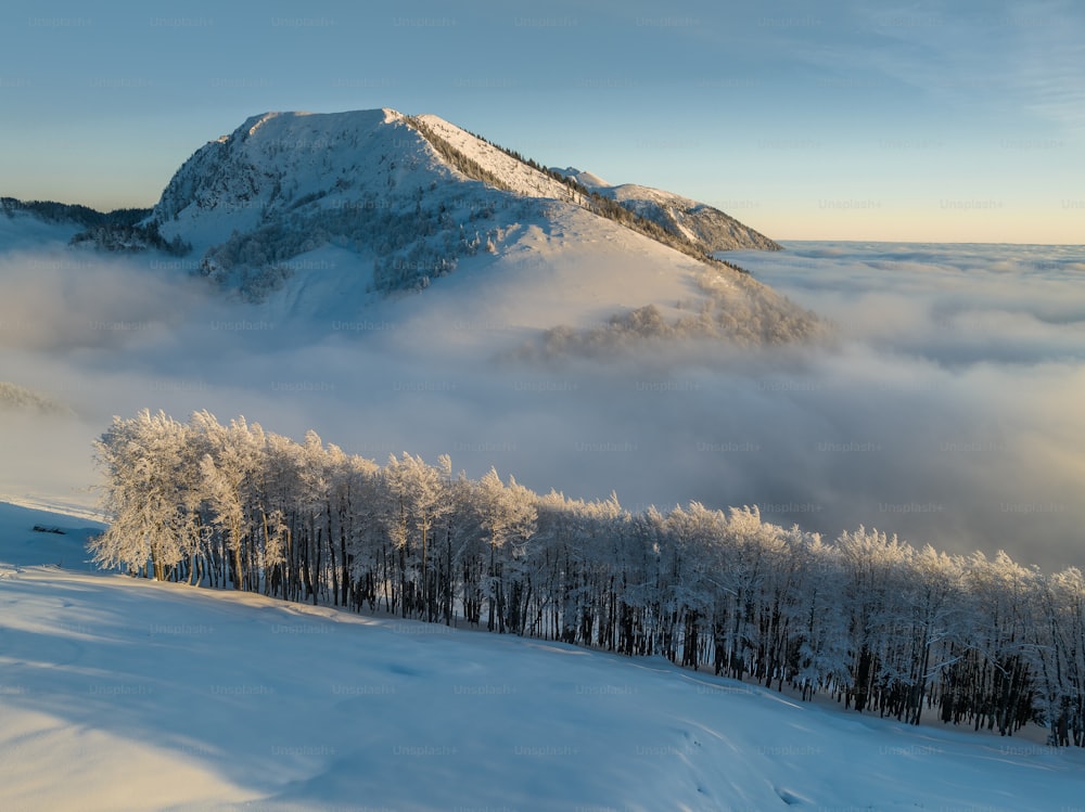 a mountain covered in snow with trees in the foreground