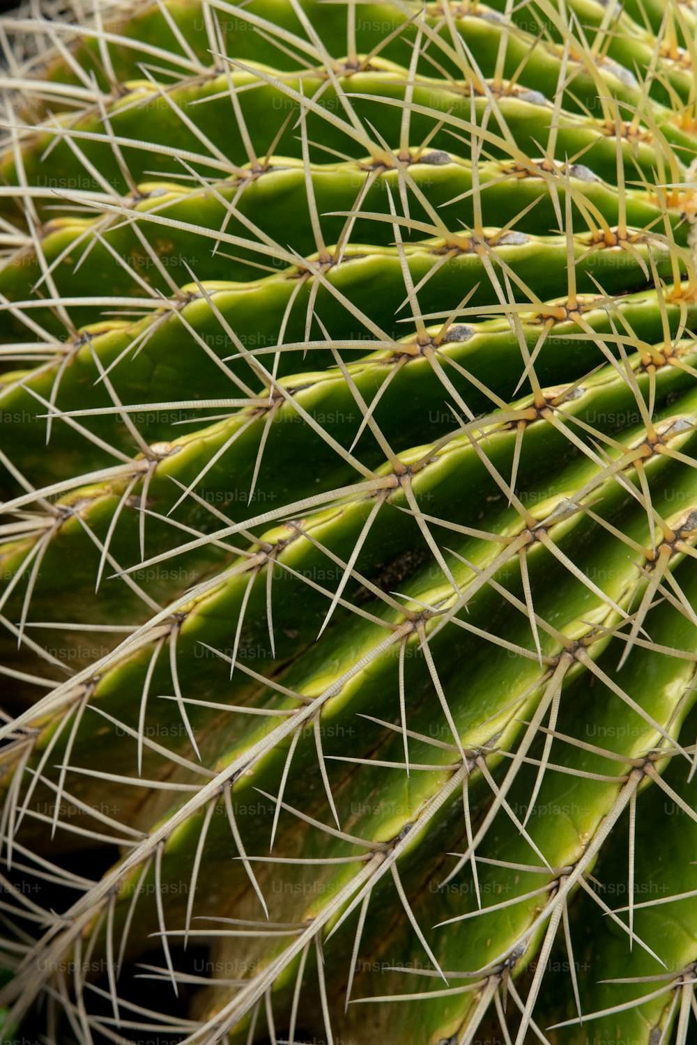 a close up of a green cactus plant