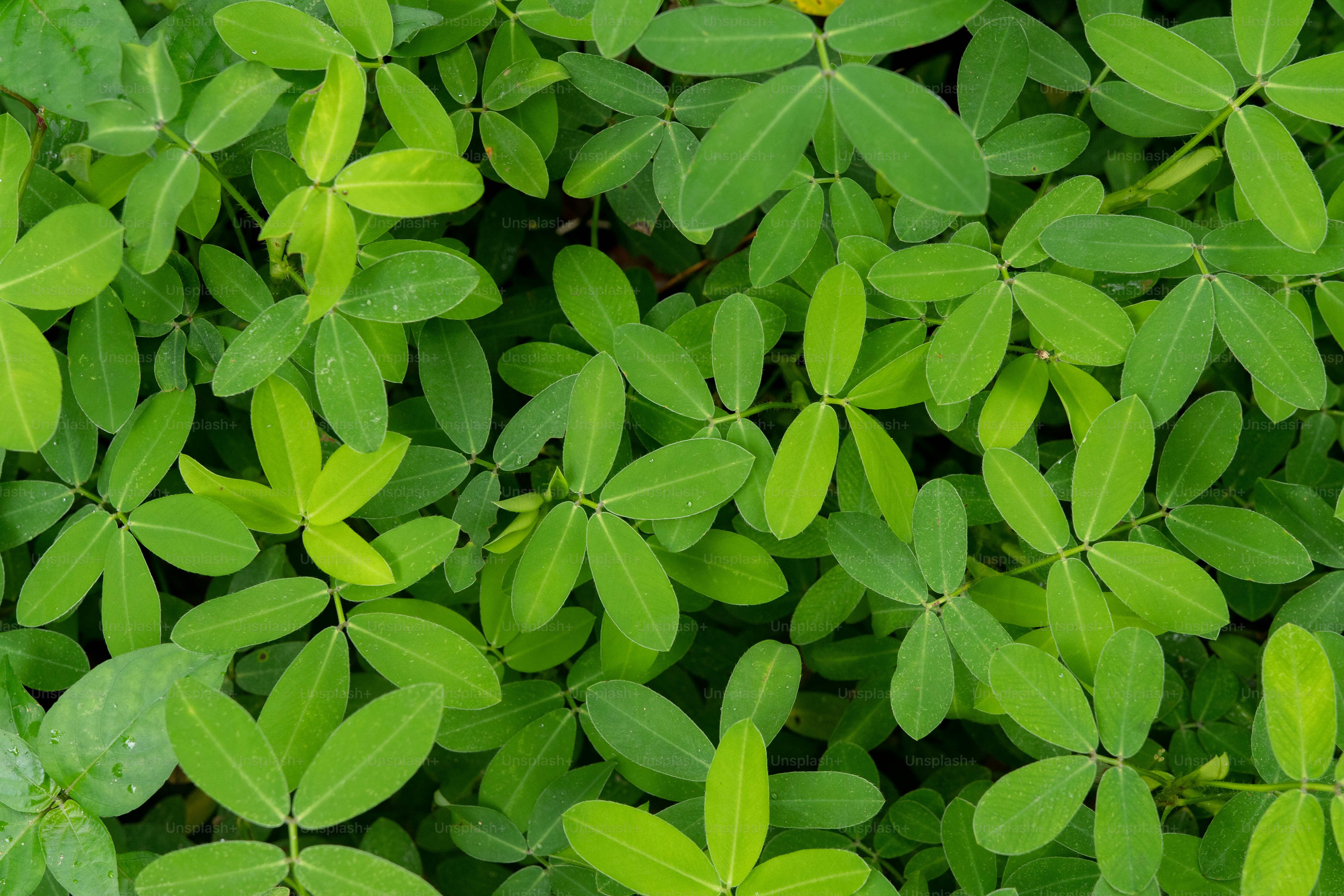Un primer plano de un manojo de hojas verdes