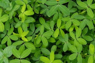 a close up of a bunch of green leaves