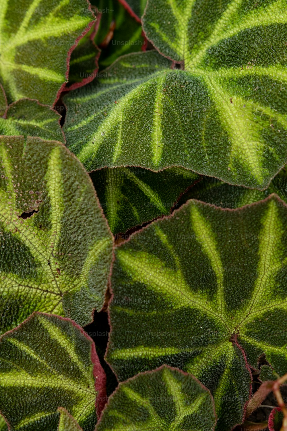 a close up of a plant with green leaves