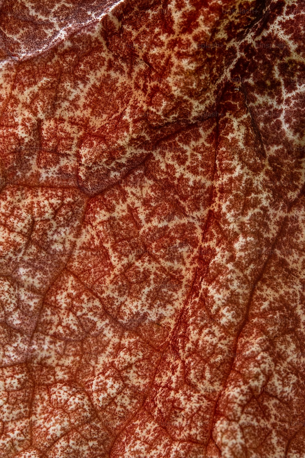 a close up of a red and white leaf