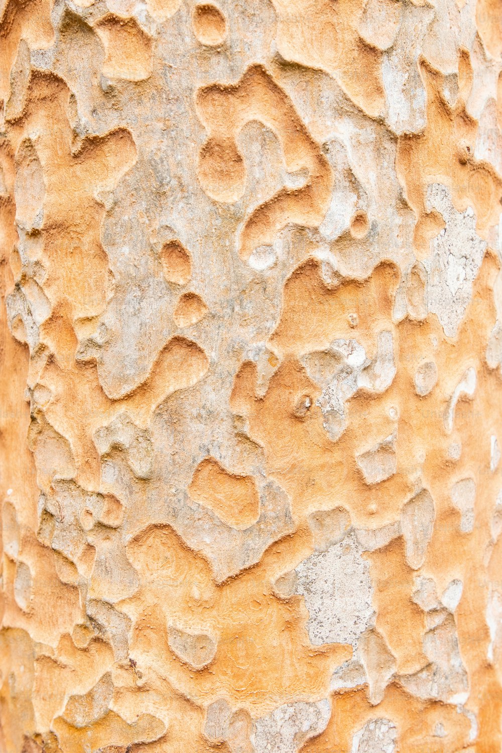 a close up of the bark of a tree