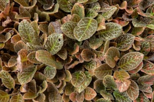a close up of a bunch of green and brown leaves