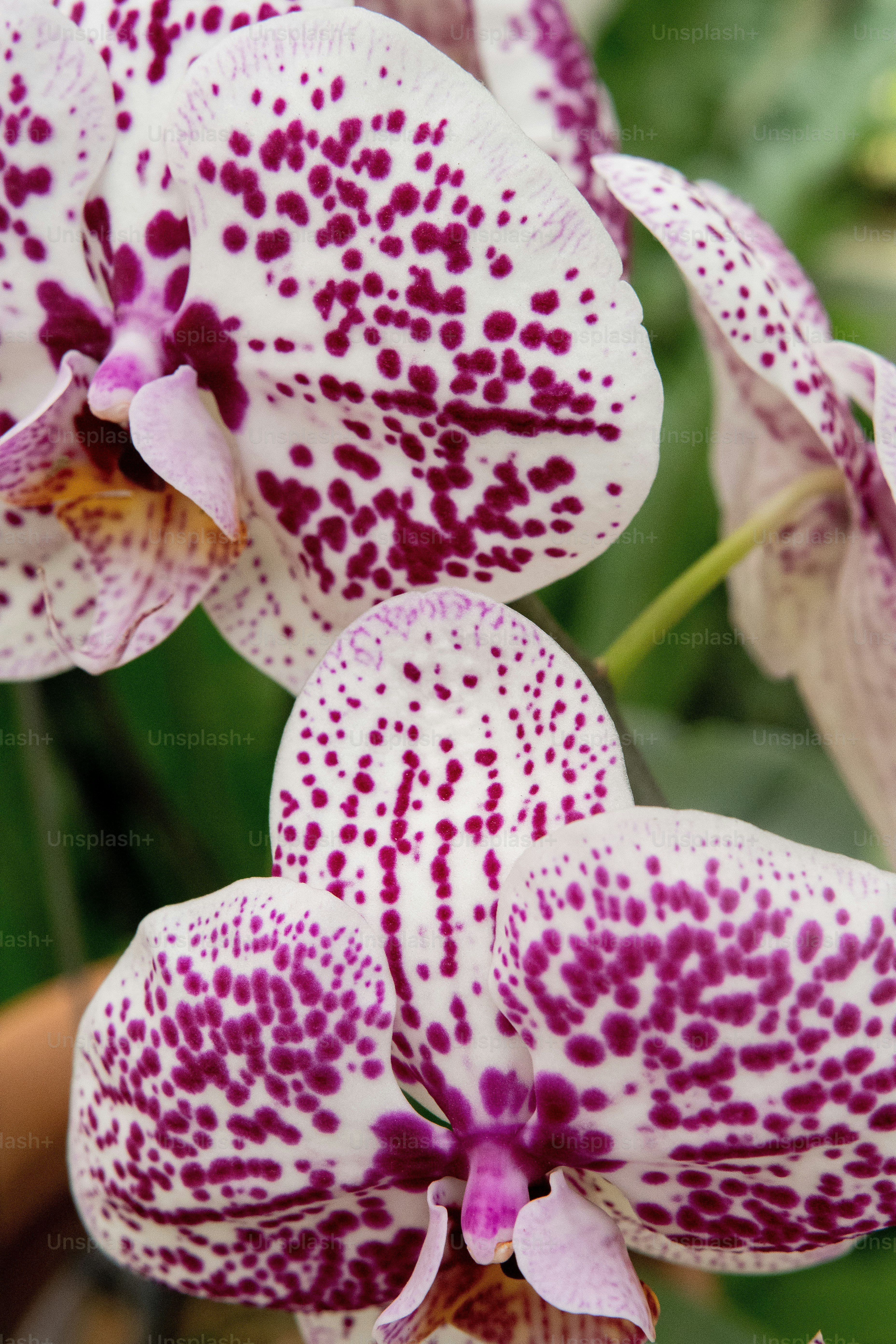 a close up of a purple and white flower