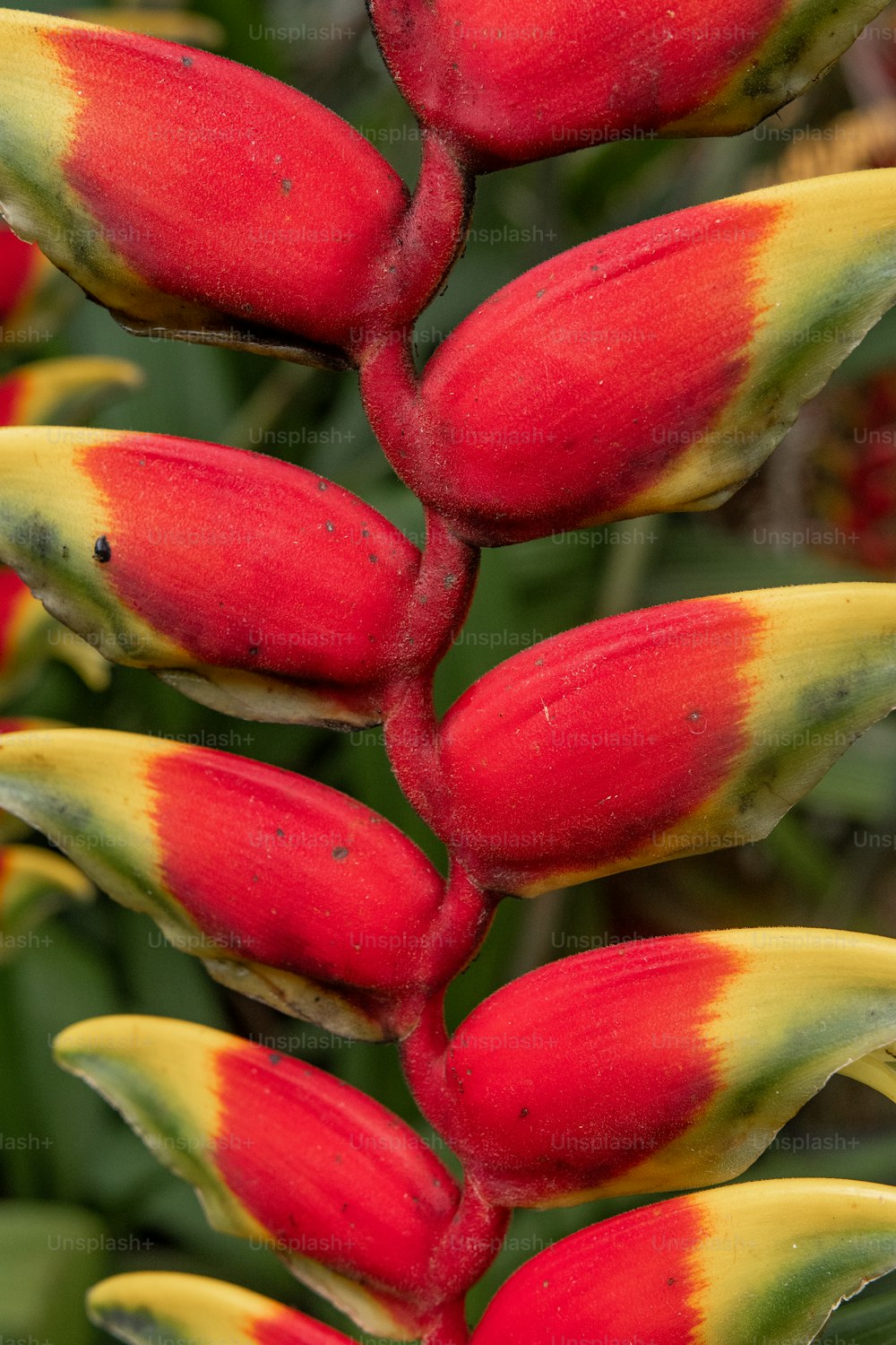 a close up of a red and yellow flower