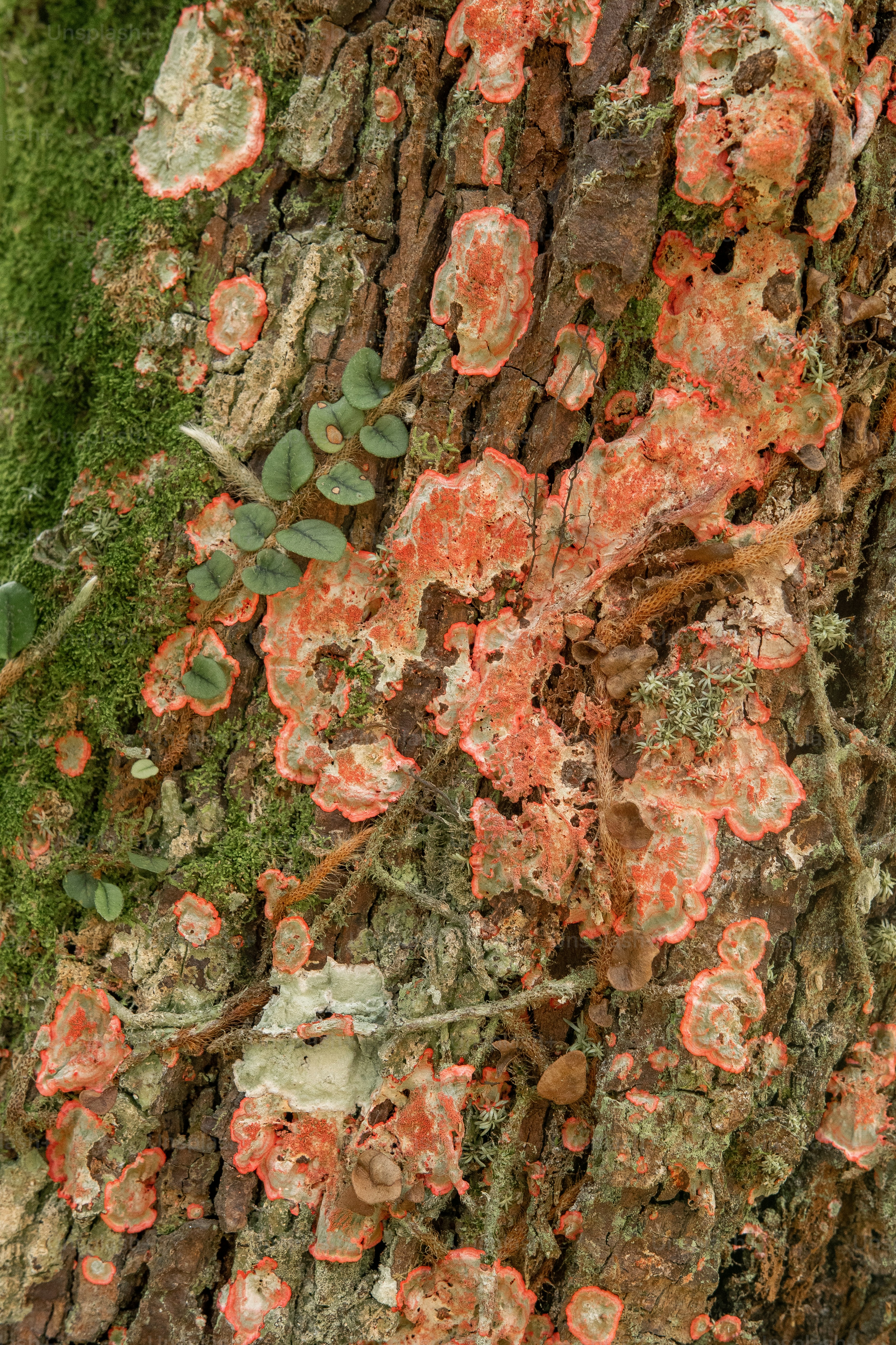 a close up of a tree trunk with moss growing on it