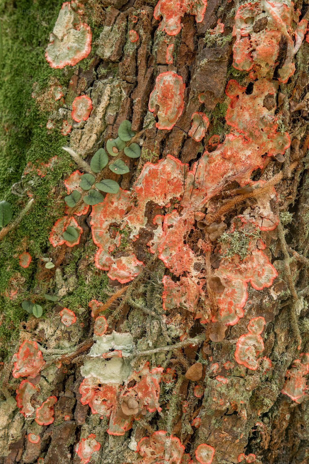 a close up of a tree trunk with moss growing on it