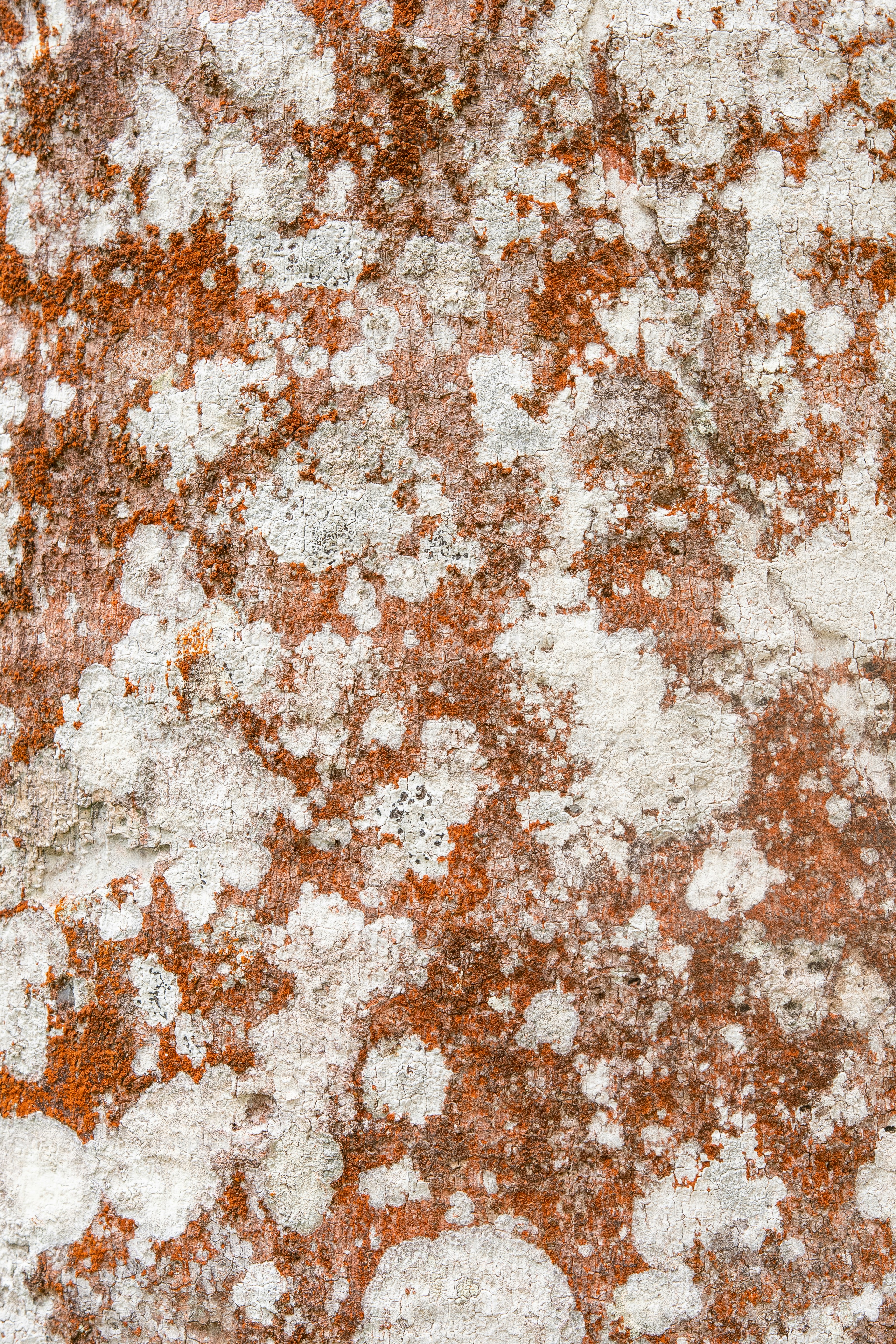 a close up of a red and white wall