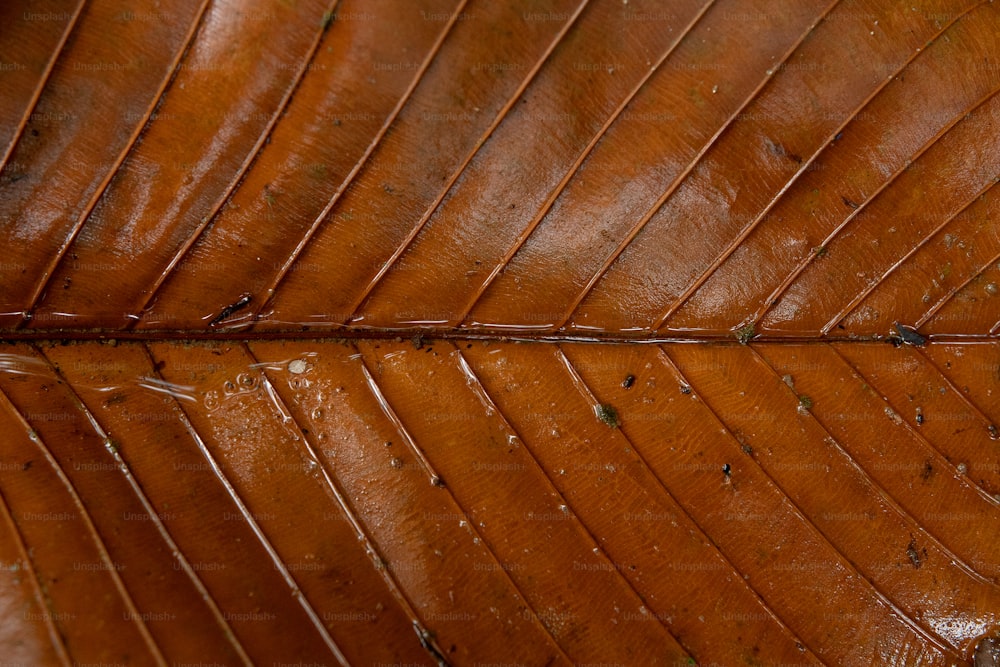 a close up view of a brown leaf