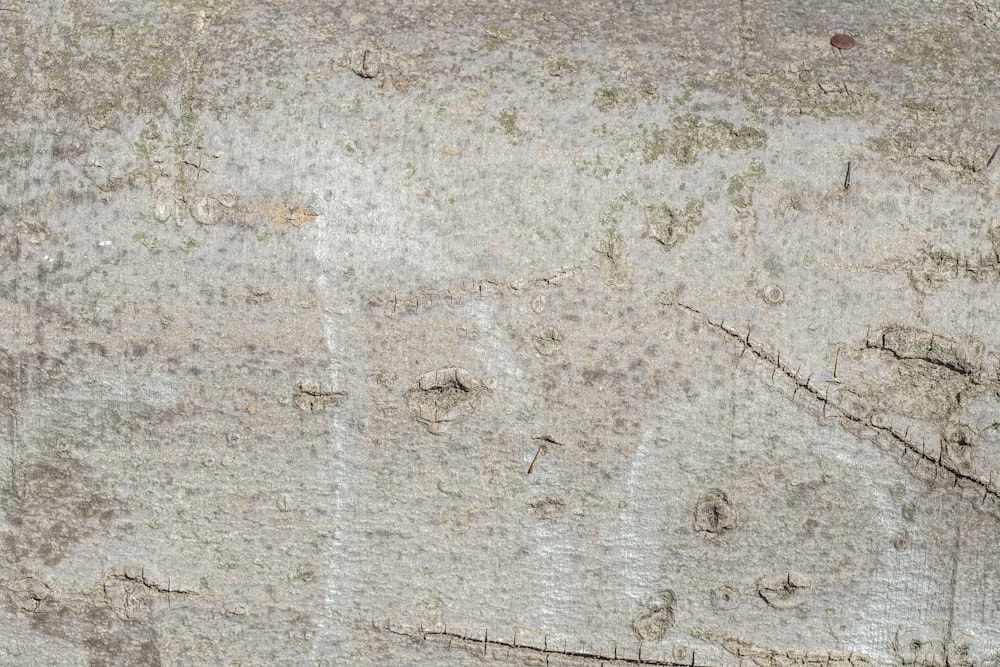 a close up of a tree bark with a bird on it