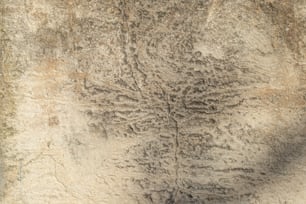 a black and white photo of a tree in the sand