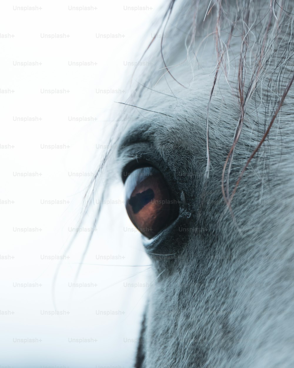 a close up of a white horse's eye