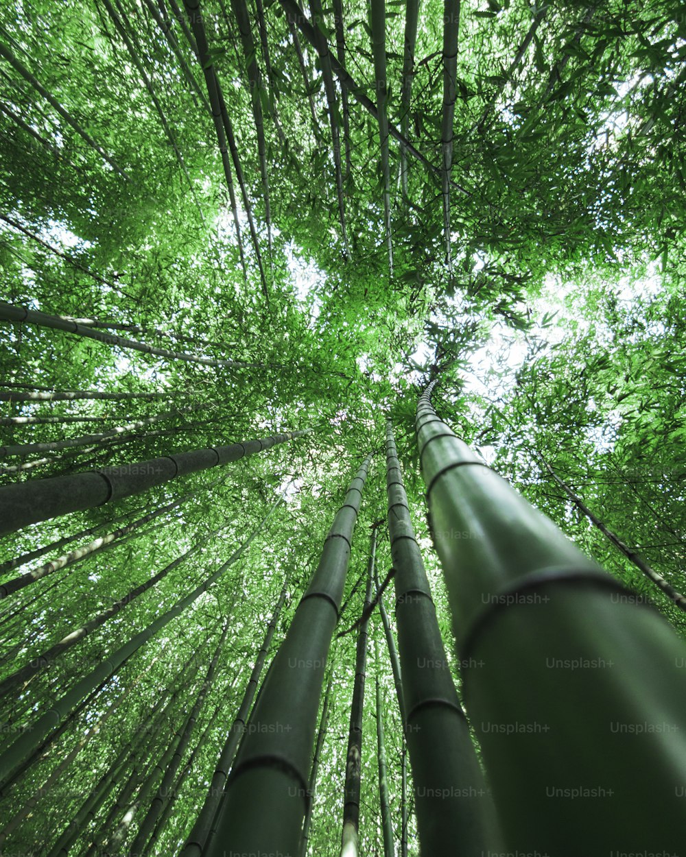 olhando para cima em árvores de bambu altas em uma floresta
