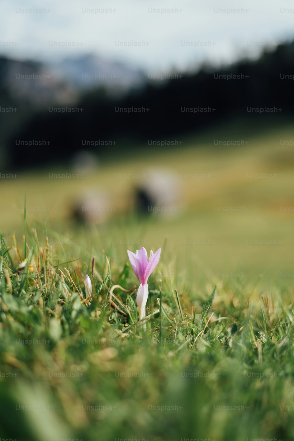 a single pink flower sitting in the middle of a field