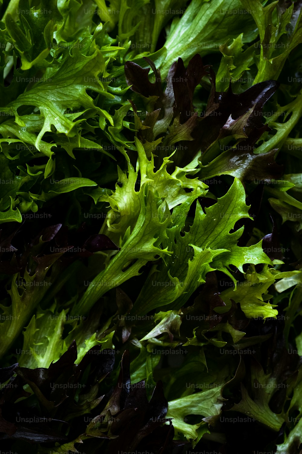a close up of a bunch of lettuce