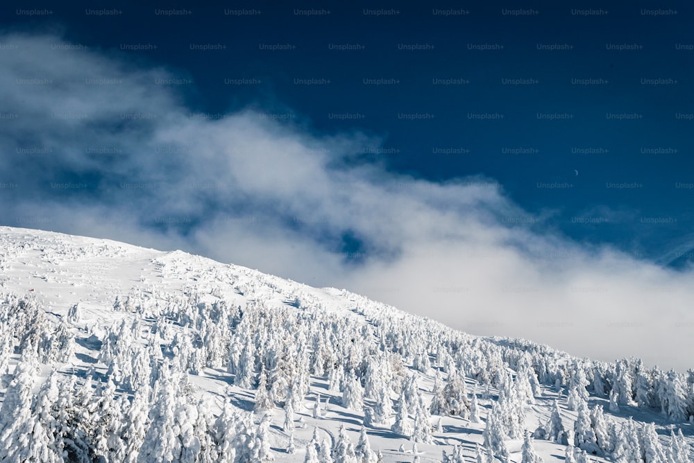 a snow covered mountain with trees on the side