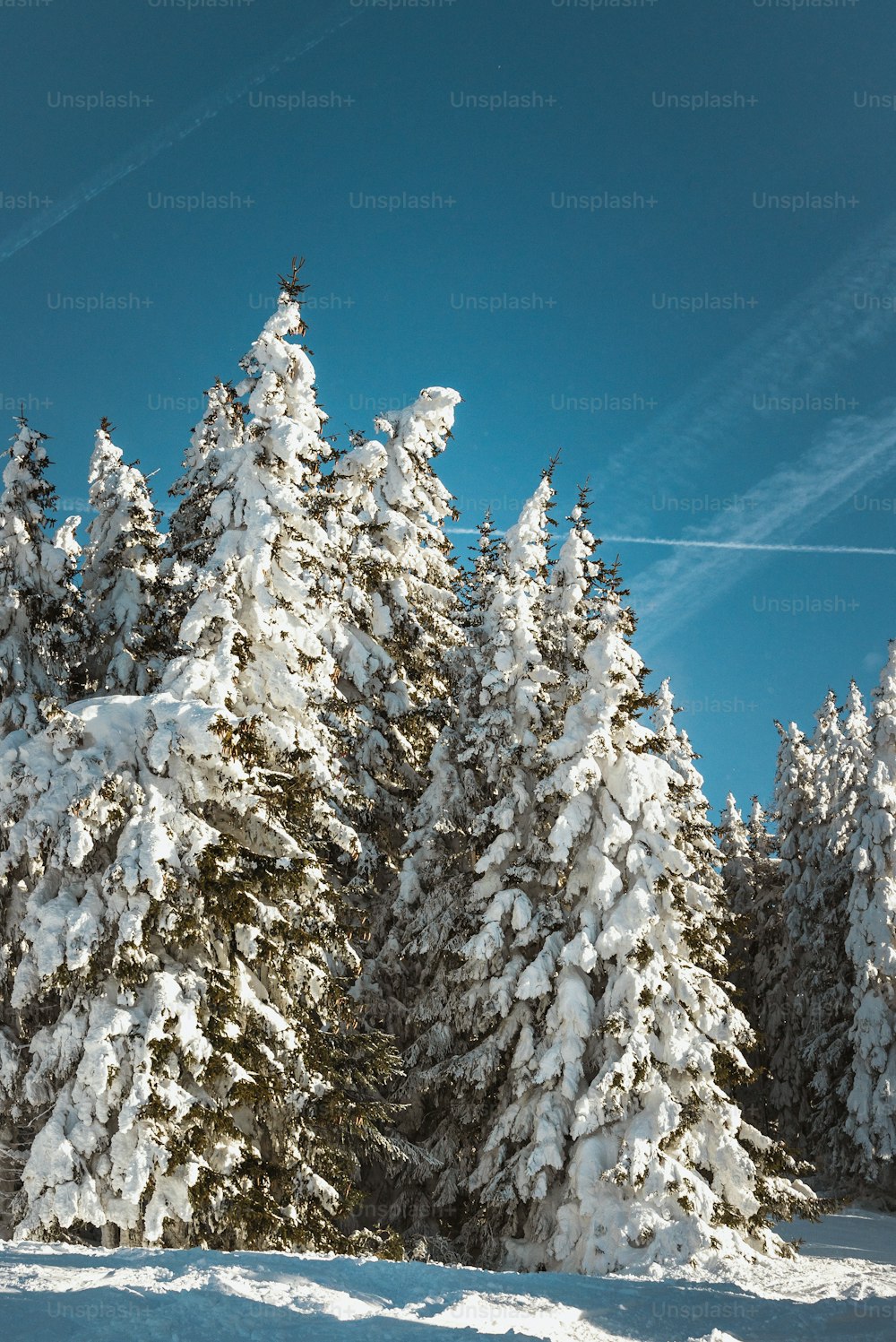 Una persona en esquís en la nieve cerca de algunos árboles