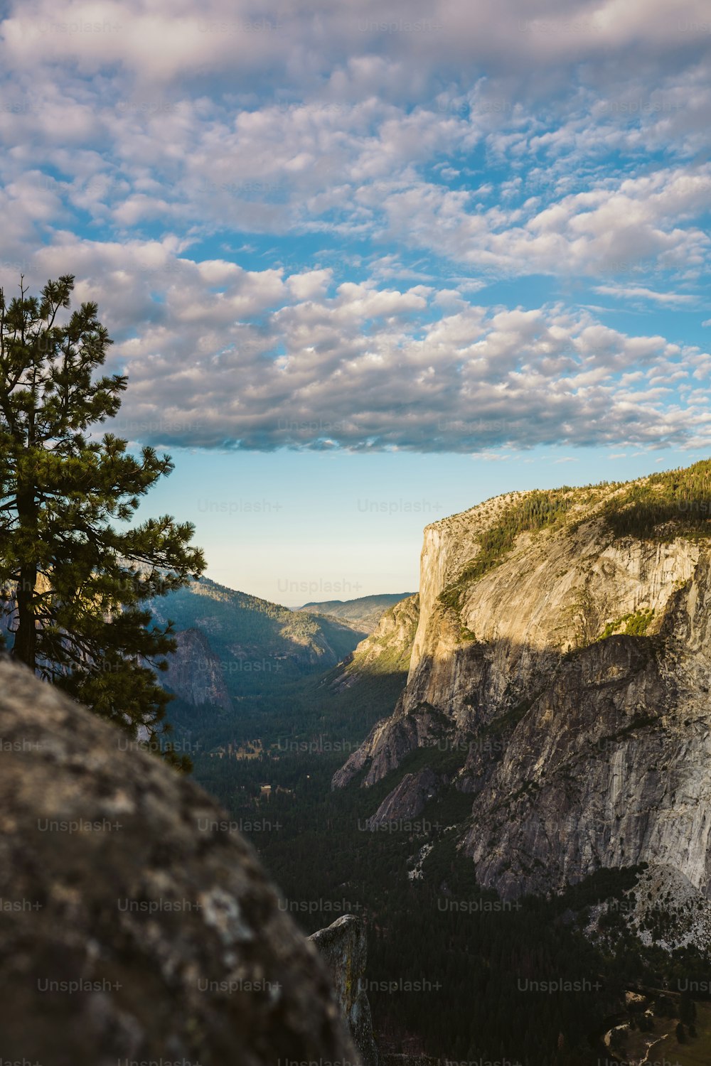 a lone tree on the edge of a cliff