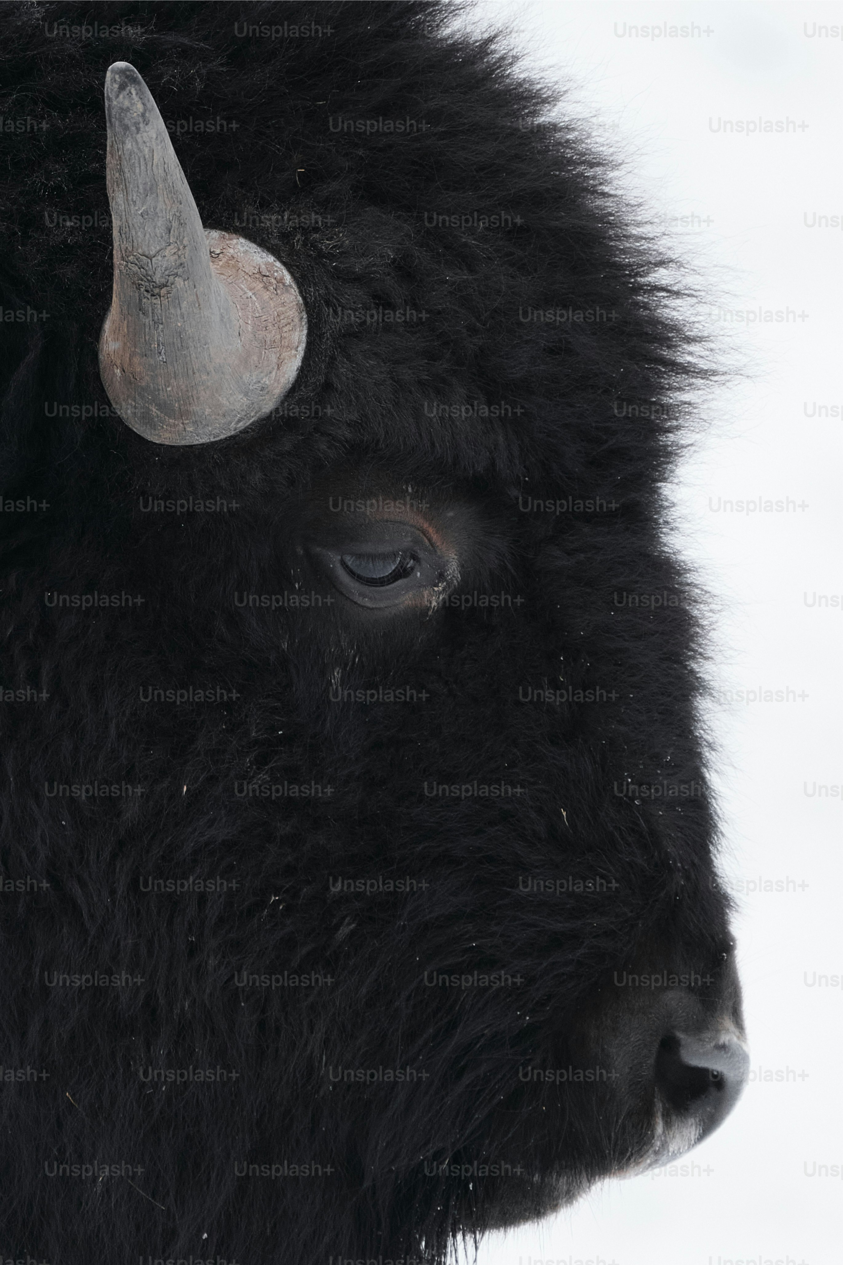 a close up of a bison's face in the snow