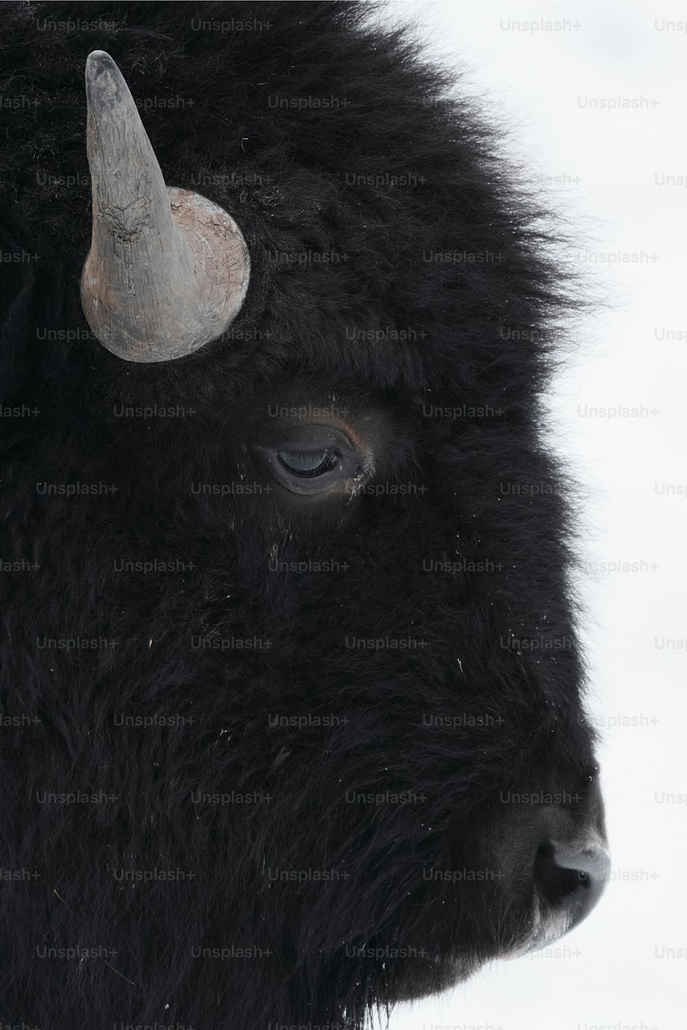 Un primer plano de la cara de un bisonte en la nieve
