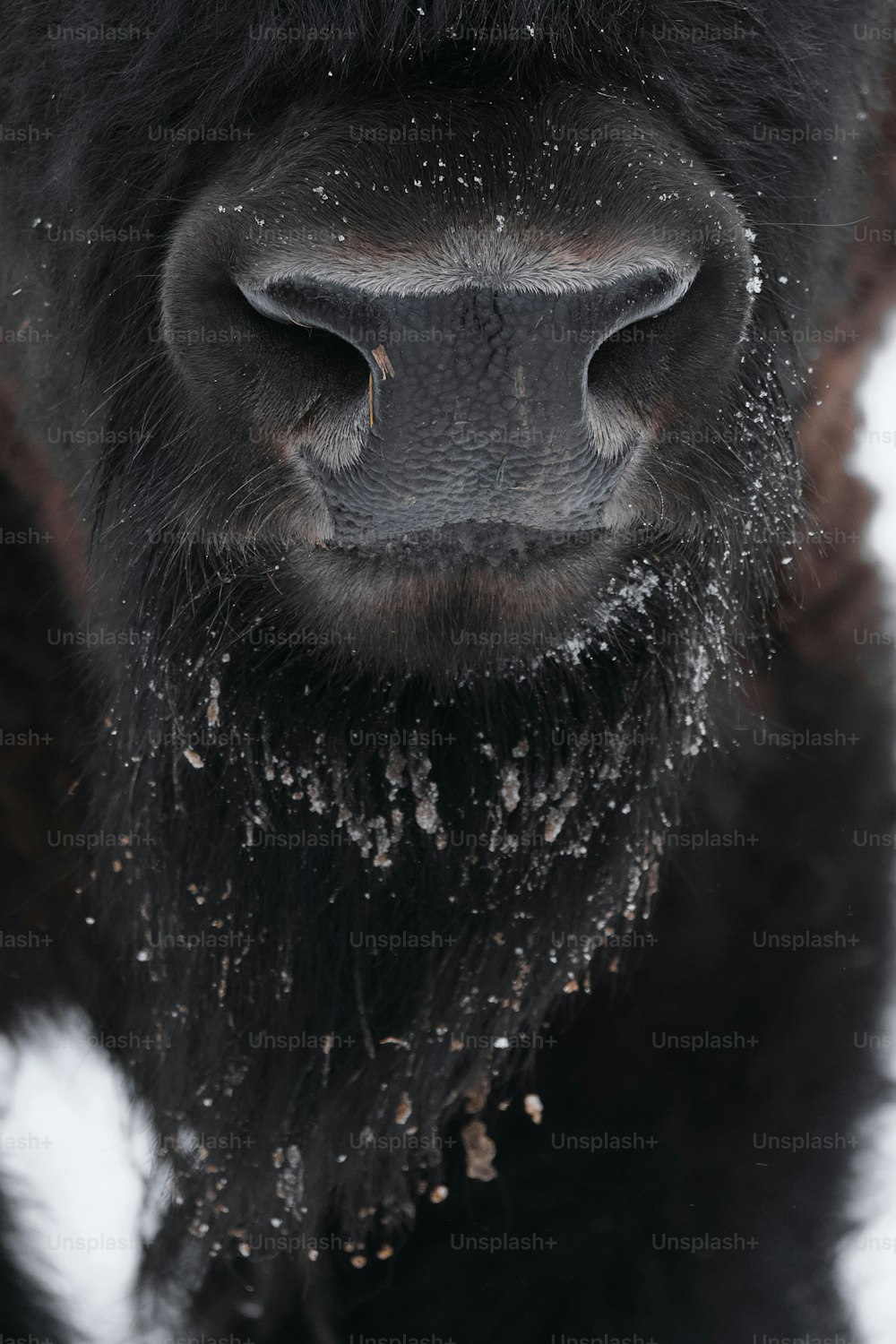 a close up of a black animal in the snow
