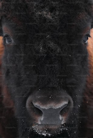 a close up of a bison's face in the snow