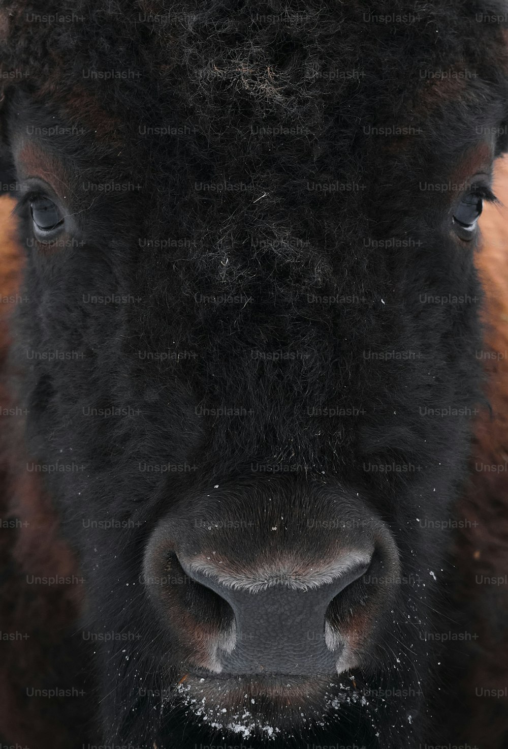 Un primer plano de la cara de un bisonte en la nieve