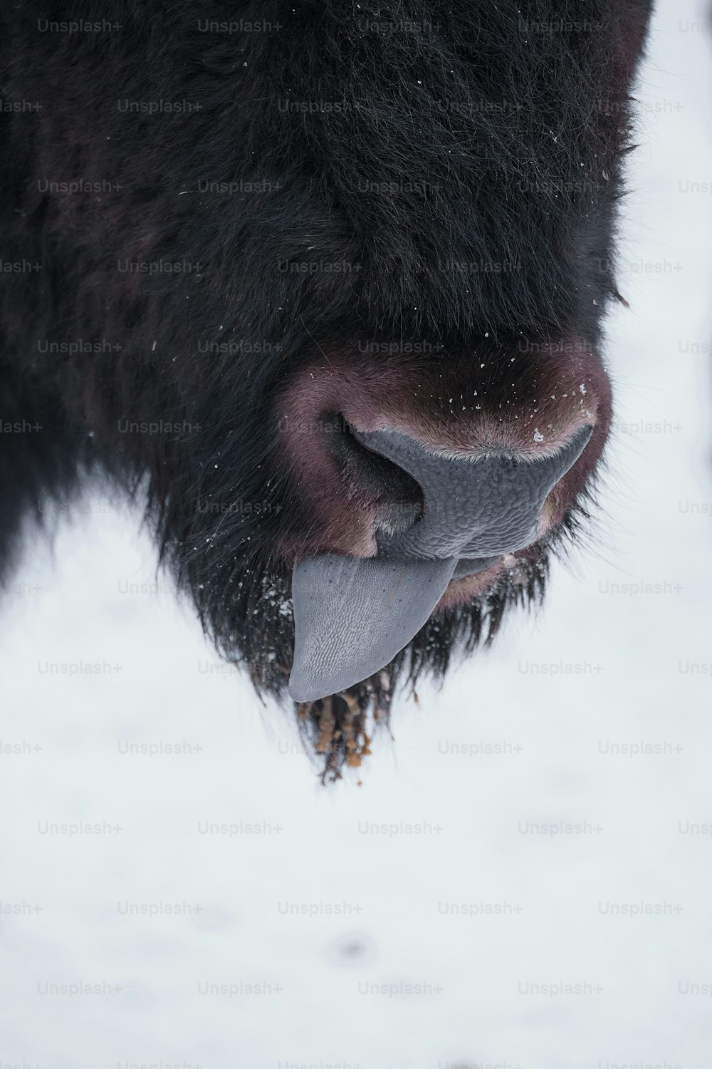 a close up of a bison's nose in the snow
