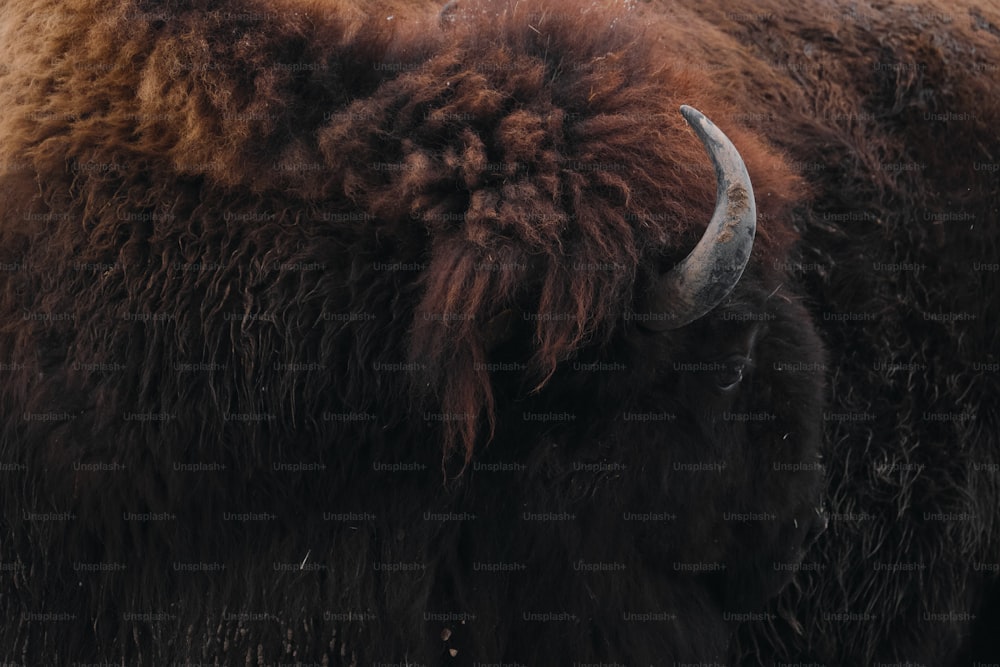 a close up of a bison with long horns