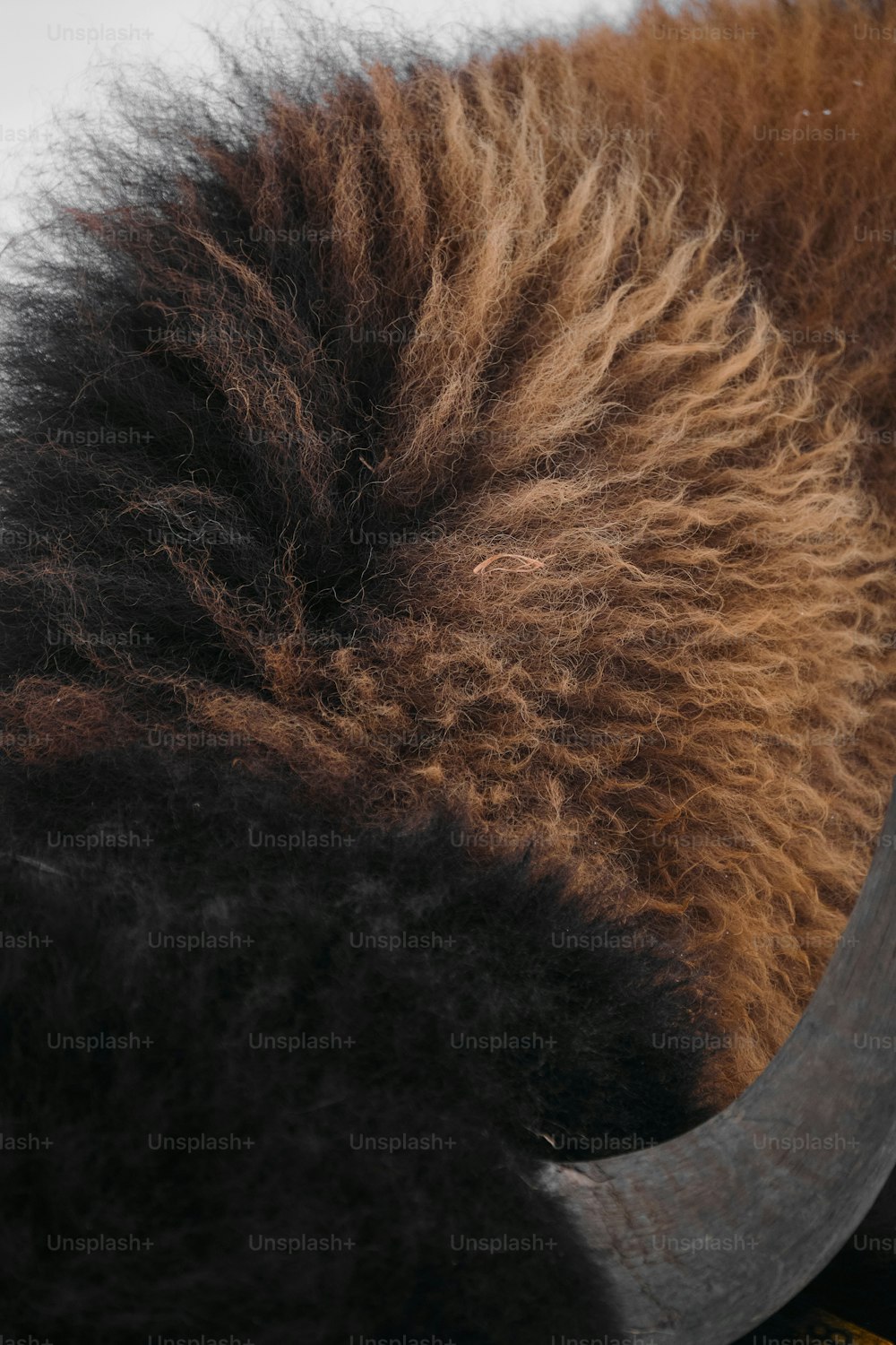 Un primo piano di un animale peloso con lunghe corna