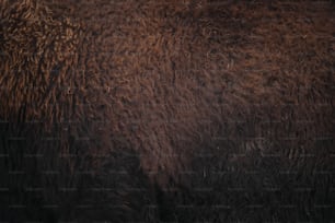 a close up of a brown bear's fur