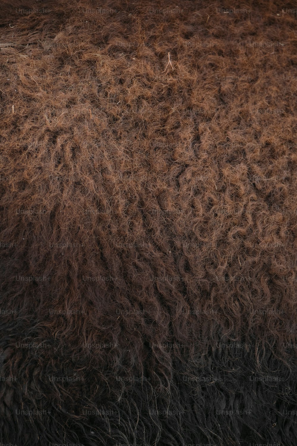 um close up de um animal peludo marrom