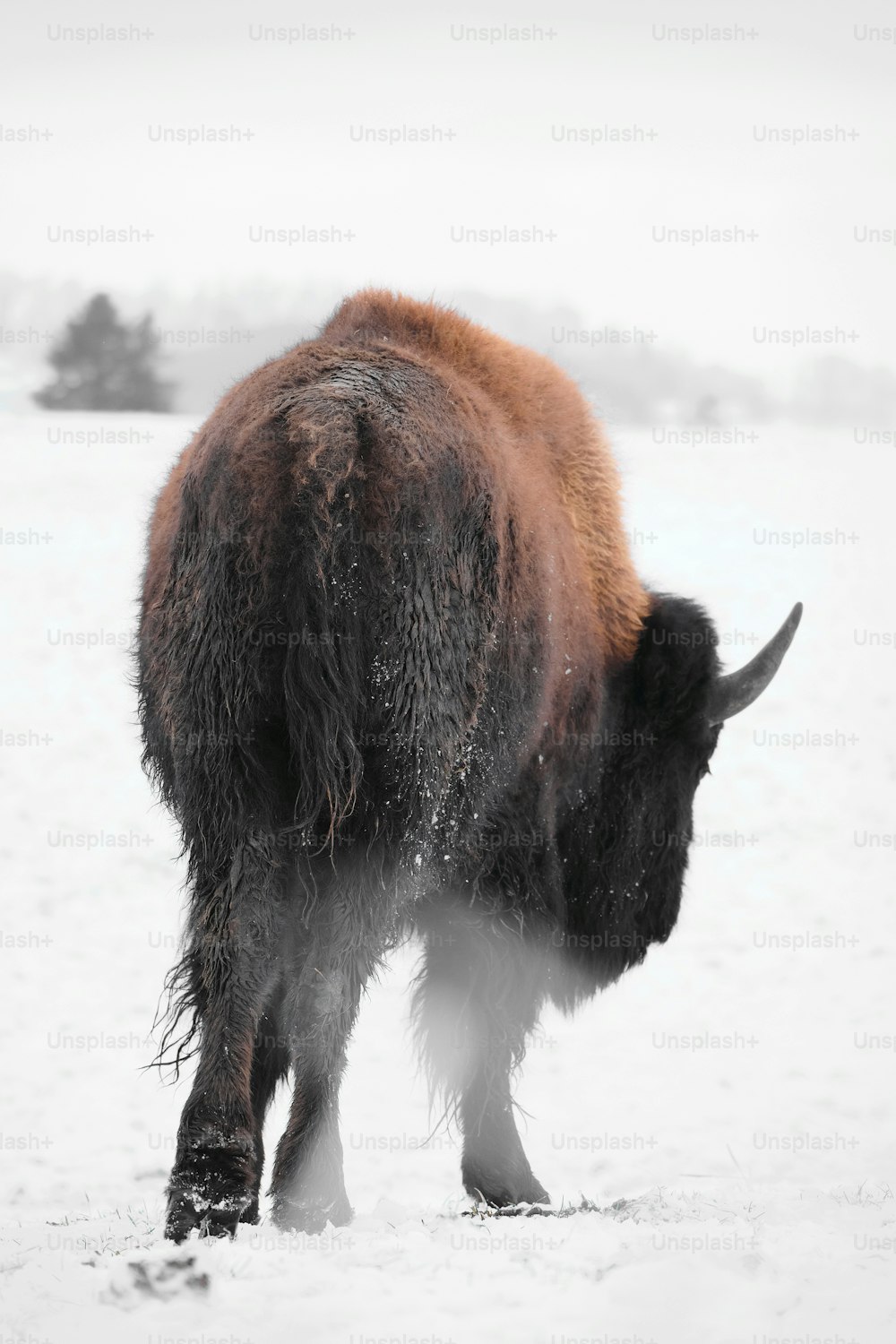um bisão está de pé em um campo nevado