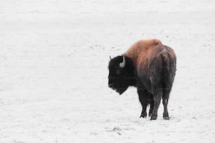 um bisão está de pé na neve sozinho
