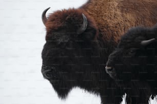 two bison standing next to each other in the snow