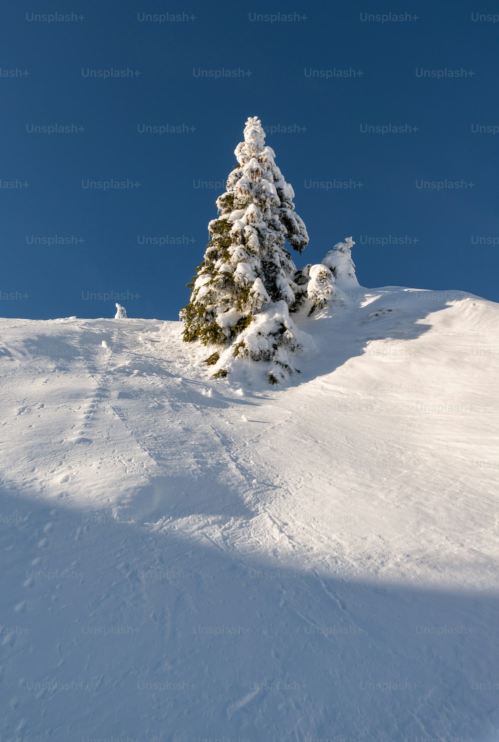 a lone pine tree on a snowy hill