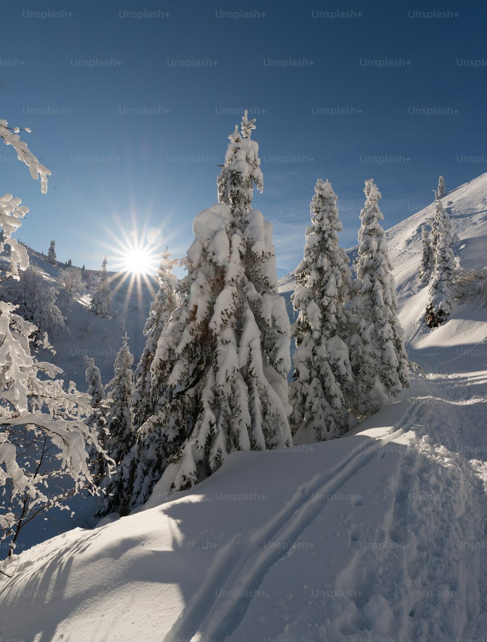雪に覆われた木々の間から太陽が明るく輝く