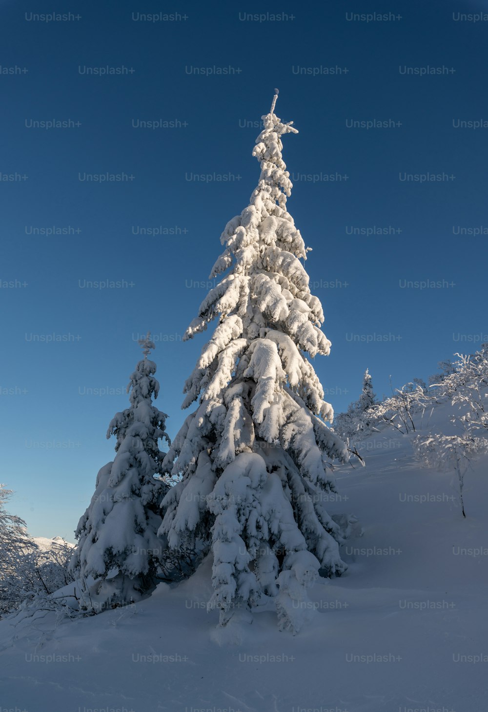 a snow covered pine tree in the middle of a snowy field