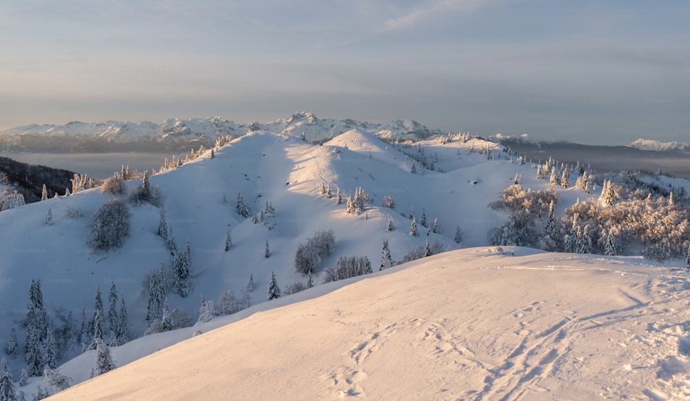 a snowy mountain covered in lots of trees