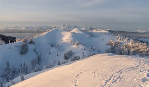 a snowy mountain covered in lots of trees