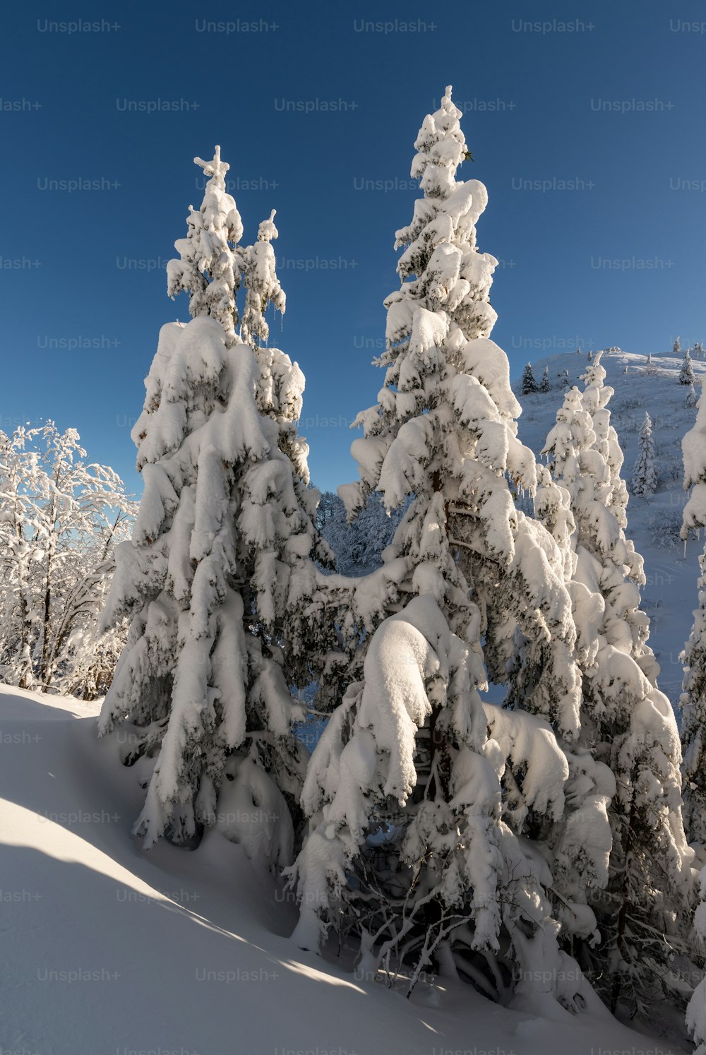 snow covered evergreen trees on a sunny day