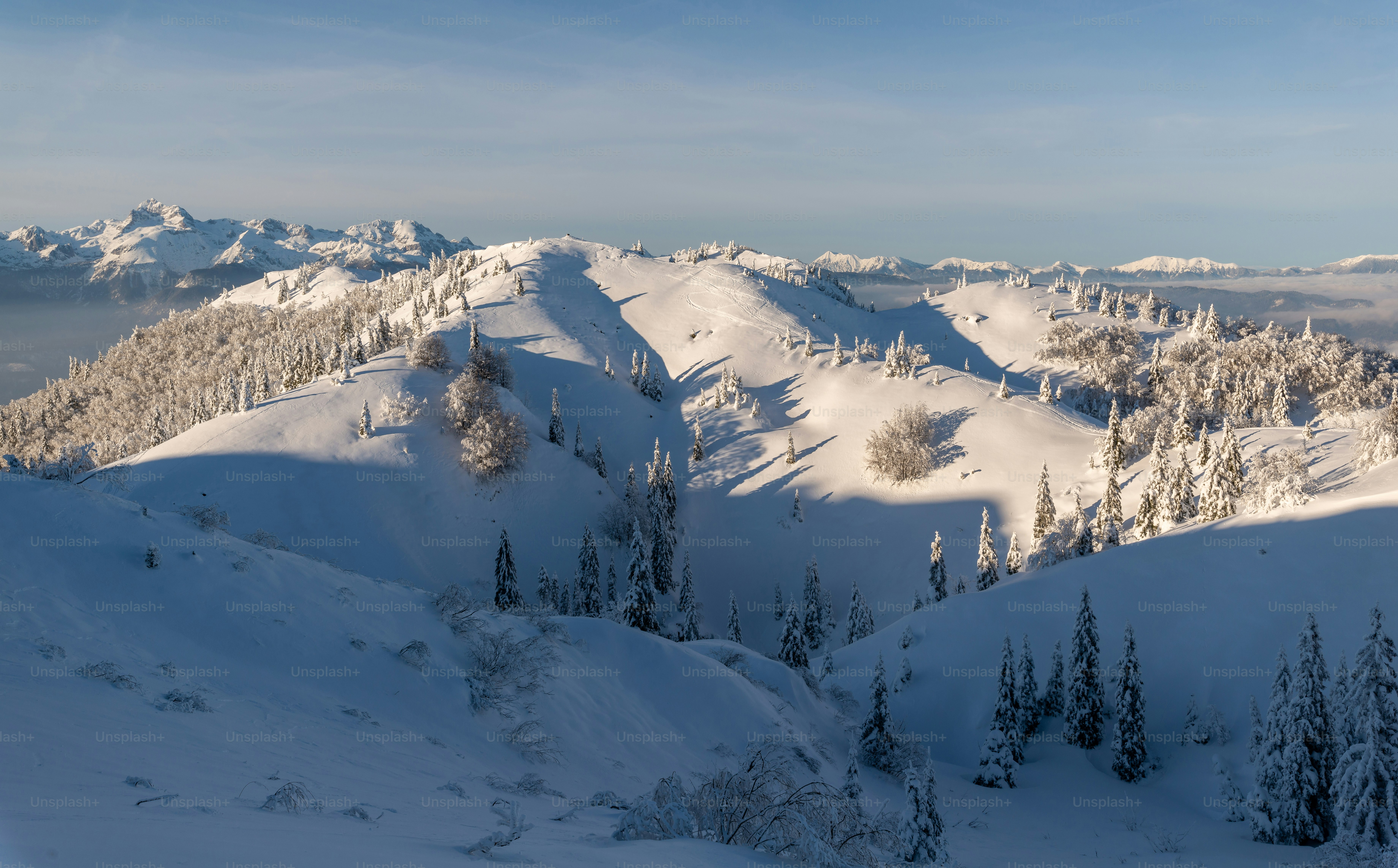A group of trees covered in snow under a blue sky photo – Snow Image on ...