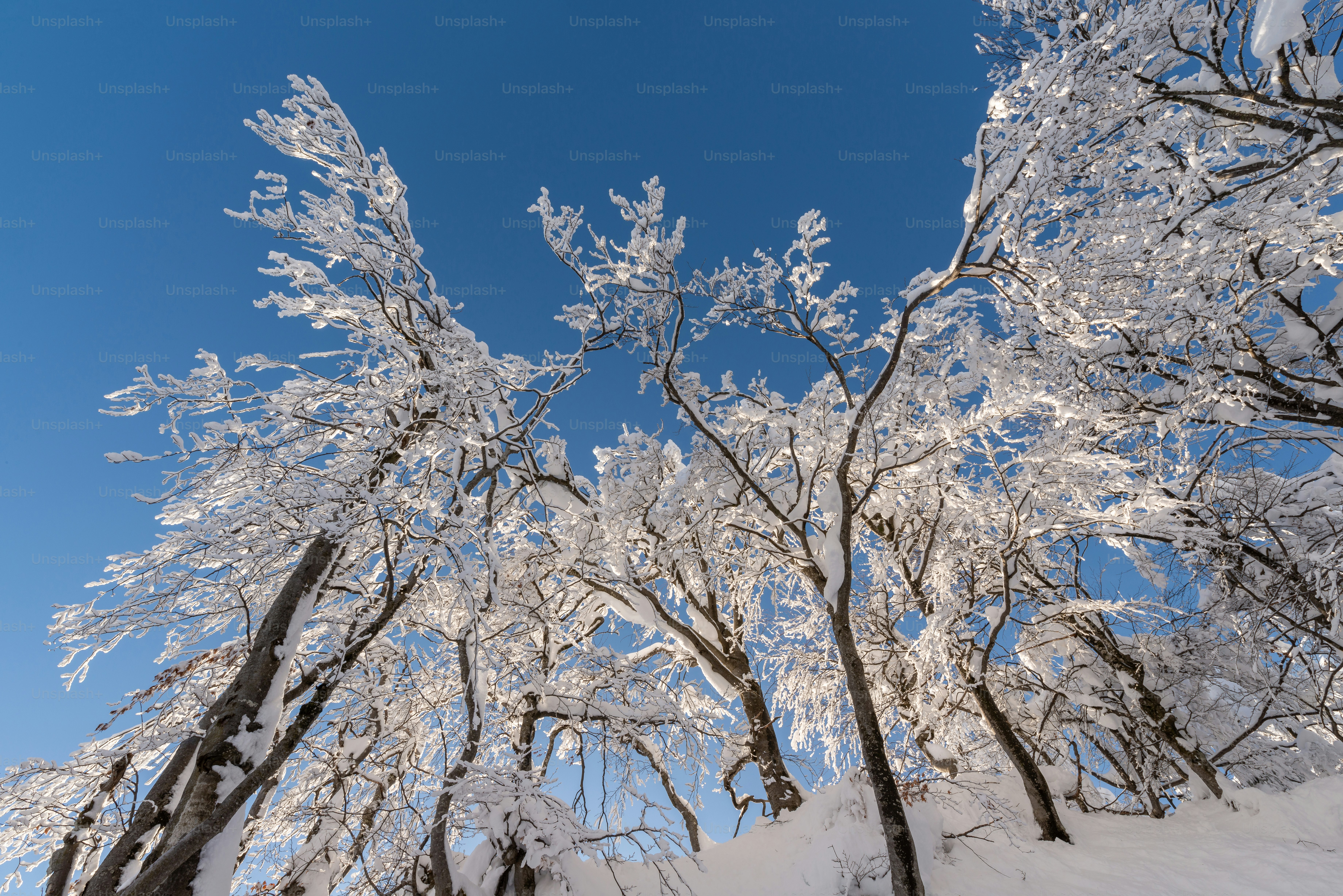 Snow‑covered trees under blue sky in Hokkaido