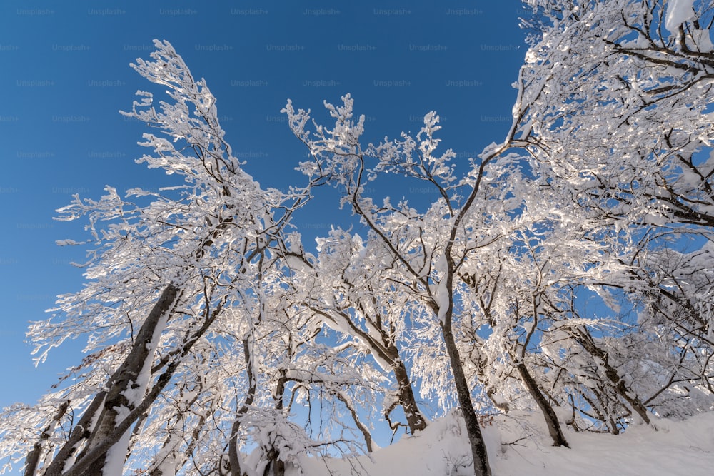 Un gruppo di alberi coperti di neve sotto un cielo blu