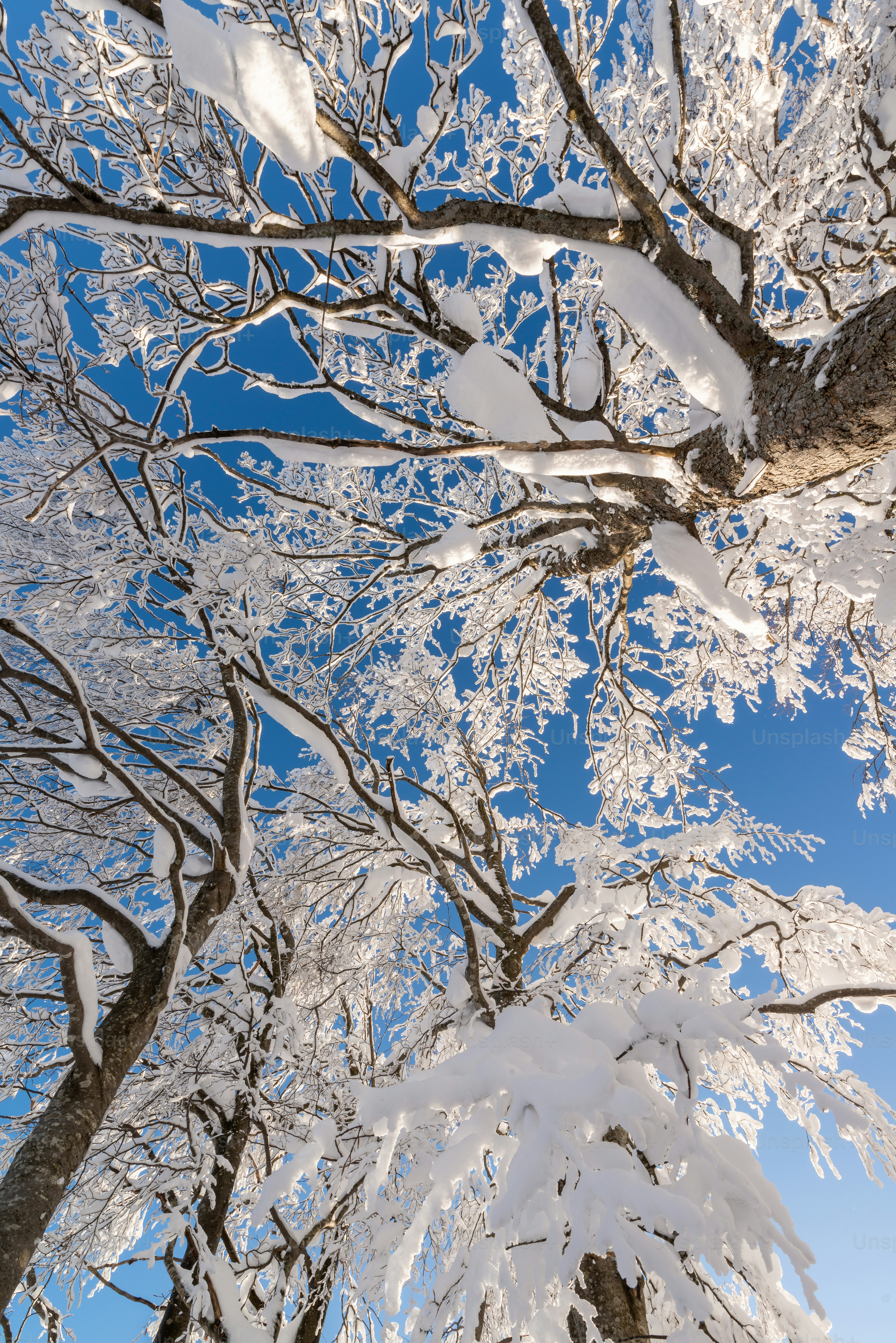 a tree covered in snow under a blue sky