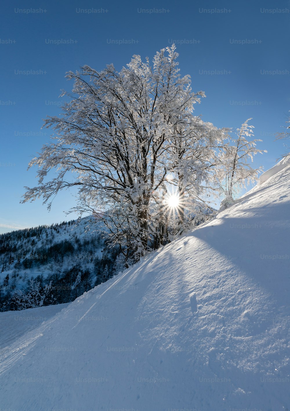 o sol brilha intensamente através dos galhos de uma árvore na neve