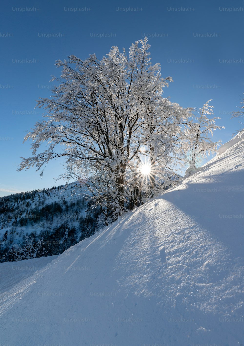 the sun shines brightly through the branches of a tree in the snow