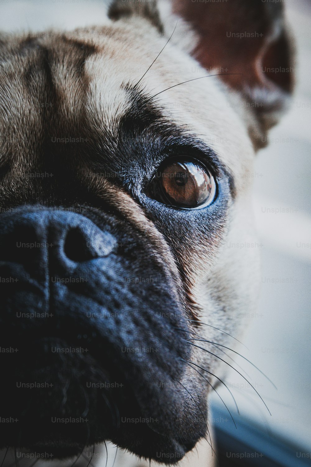 a close up of a dog's face with blue eyes