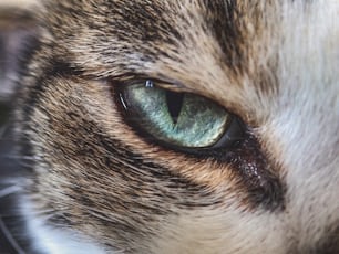 a close up of a cat's green eyes